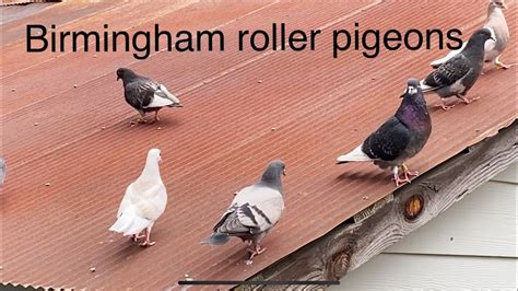 Birmingham roller pigeons, Settling and flying young birds - YouTube