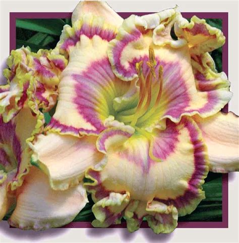 ROYAL CYPHER – Eustace Daylily Farm