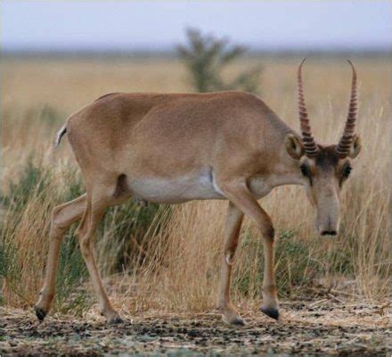 Saiga Antelope Facts | Anatomy, Diet, Habitat, Behavior - Animals Time