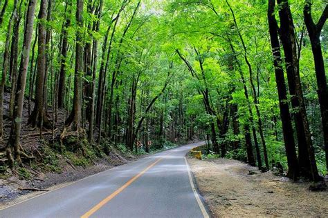 Loboc-Bilar Man-Made Forest Bohol Philippines - Bohol Destination ...