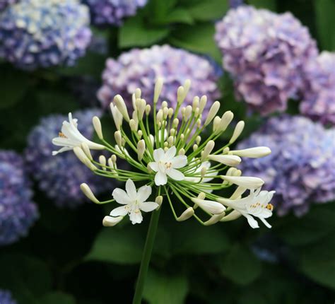 White Agapanthus Free Stock Photo - Public Domain Pictures