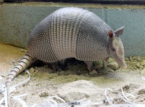 9 banded armadillo ball - Google Search | Armadillo, Animal photo, Mammals