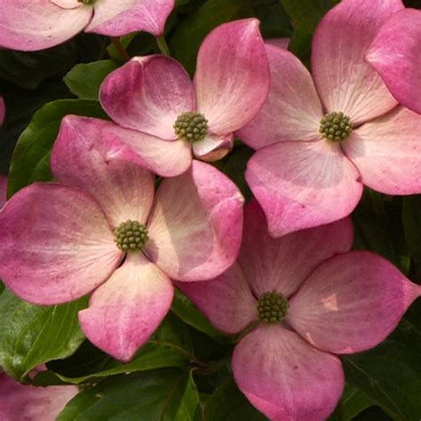 Buy Cornus Kousa Miss Satomi | J Parker Dutch Bulbs | Plant supplies, Pink flowers, Plants