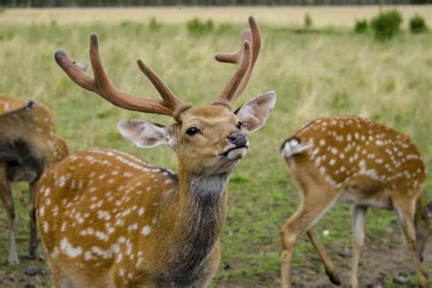 8 Exotic Animals in Texas - Wiki Point