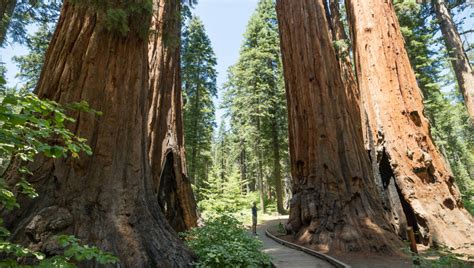 Fun Facts: Redwood National Park