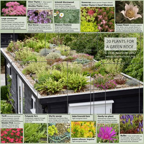 20 tried and tested plants for a green roof | An Englishman's Garden Adventures