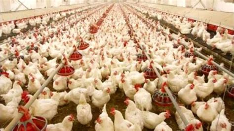 Uttar Pradesh poultry development policy gets state cabinet nod, aims ...