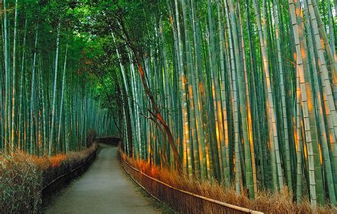 Keindahan Taman Bambu "Arashiyama" di Kyoto Jepang | Mutiara Indonesia