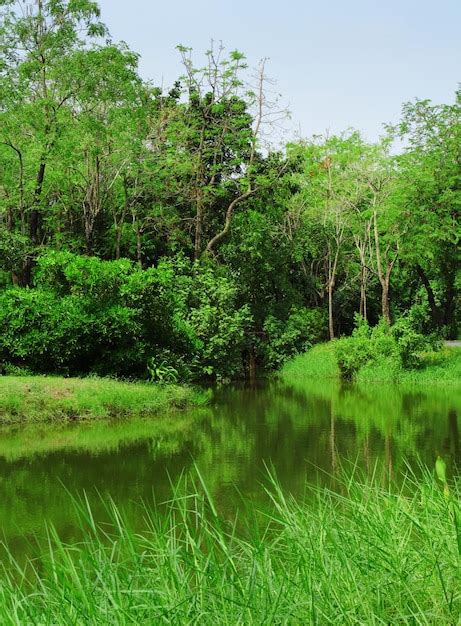 Premium Photo | Forest and lake