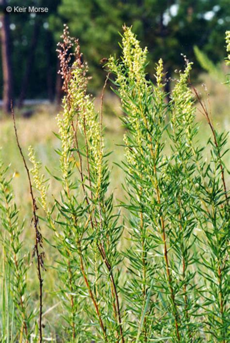 Artemisia dracunculus (dragon wormwood): Go Botany