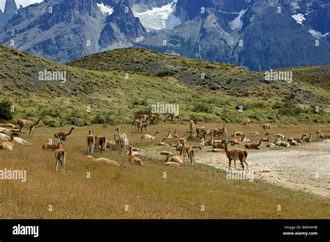 Guanaco herd (Lama guanicoe) resting at lake, Parque Nacional Torres ...