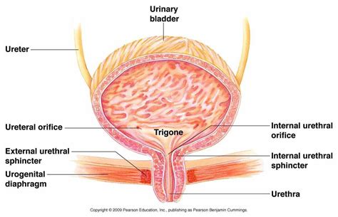 Anatomy Of Urinary Bladder | MedicineBTG.com