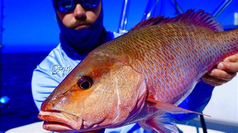 Catch HUGE Mangrove Snapper & Grouper (Epic Day Gulf of Mexico Fishing) - YouTube