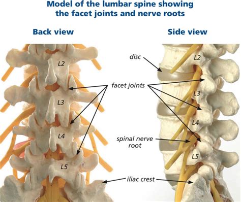 Facet joint injection indications, benefits, risks & complications