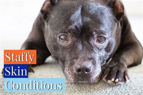 Most Common Staffy Skin Conditions (And How to Prevent Them)