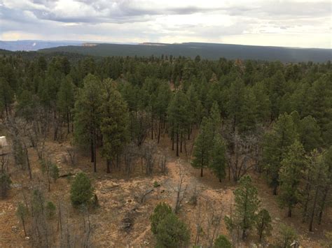 Kaibab National Forest - Tales from the Desert Kaibab National Forest ...