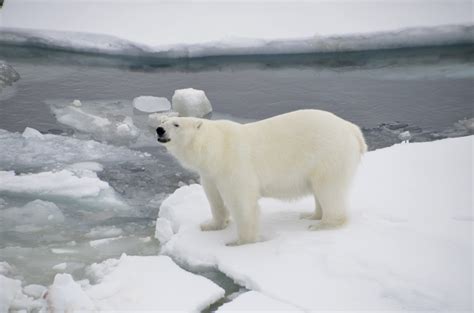 Spotting Polar Bears in the Arctic Circle | DesignDestinations