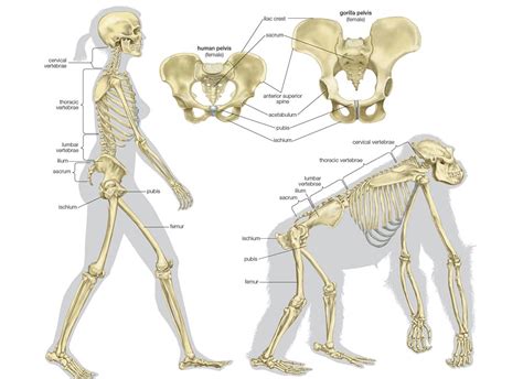 Pathwayz | Human evolution, Evolution, Anatomy