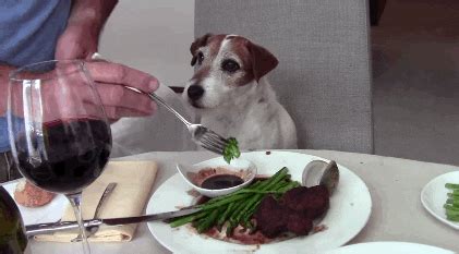 Dinner GIFs - Get the best GIF on GIPHY