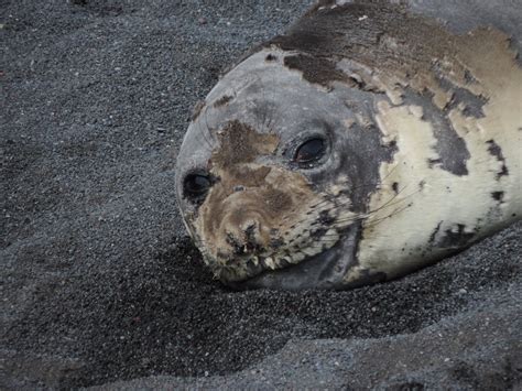 Seals – Antarctica