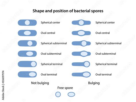 Shape and position of bacterial spores. The position of bacillus spores ...