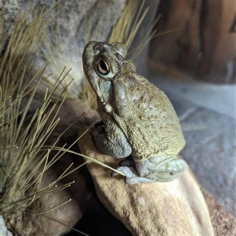 Introducing Our Sonoran Desert Toad: Fun Facts! - Landrys Denver Aquarium Zoo Guide