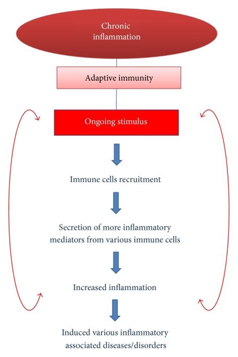 Oxidative stress and inflammation: imbalance of antioxidants and free... | Download Scientific ...