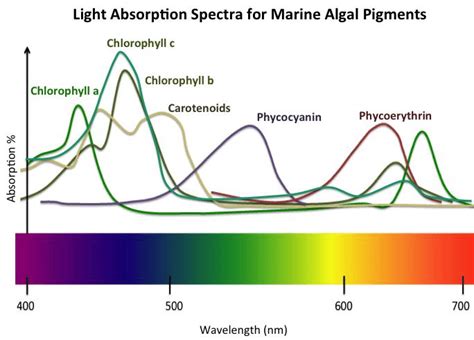 Absorption Spectra Of Different Pigments Relevant For Photosynthesis ...