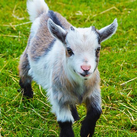 Showmaker Pygmy Goat with Rumensin 50 lb. | Monighetti's Farrier, Feed ...