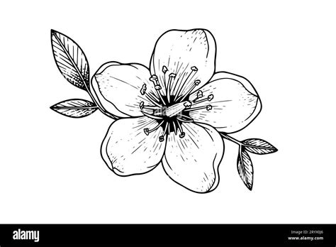 Cherry Blossom Sketch Black And White