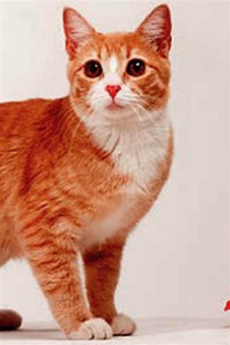 Manx Cat Breeds | Manx cat, Manx kittens, Cat breeds