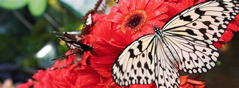 Butterfly Garden | Singapore Changi Airport