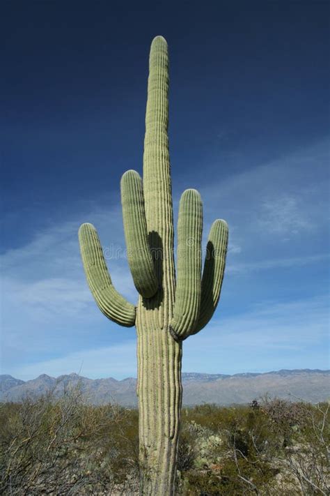 Saguaro Desert Cactus Plants