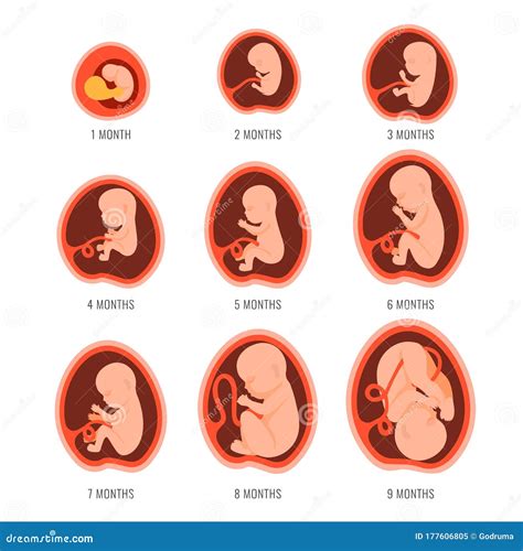 Pregnancy Fetal Foetus Development . Embryonic Month Stage Growth Month ...