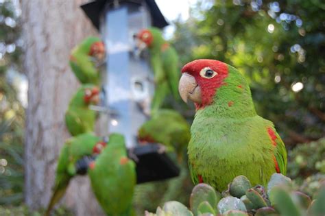 Wild parrots of Telegraph Hill | We’ve been looking for San … | Flickr