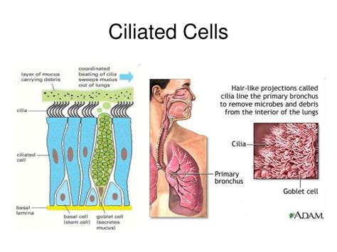 PPT - Cell Types & Tissues PowerPoint Presentation, free download - ID:1130552