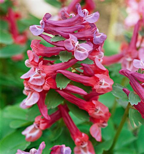 Corydalis