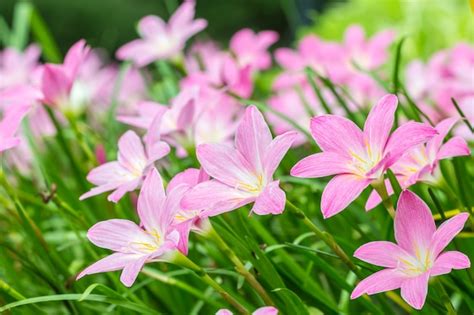 Premium Photo | Pink flowers, zephyranthes rosea