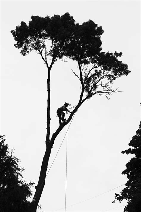 Arborist At Work Photograph by Steven Ralser