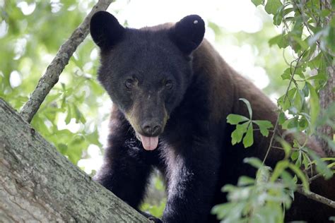 Louisiana black bear will remain off endangered list after judge dismisses lawsuit | News | nola.com