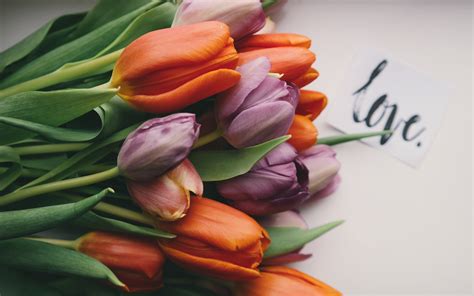 Download wallpaper: Tulips with love 3840x2400