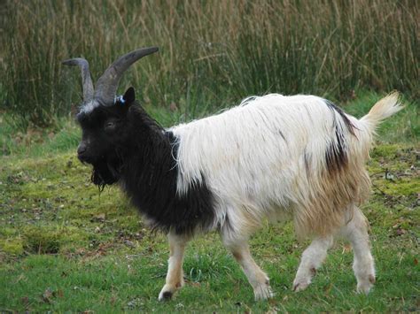 About Bagot Goats | Goats, Breeds, Boer goats