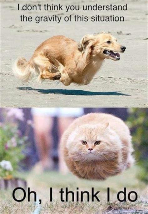 Gravity Lesson - Funny Pictures