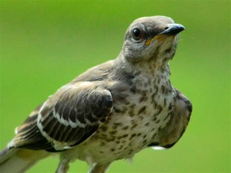 Northern Mockingbird by Annette Sissom The National Audubon Society Tennessee | Beautiful birds ...