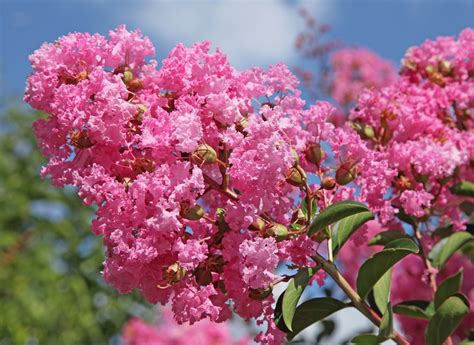 arbre fleuri tout l ete - Agencement de jardin aux meilleurs prix