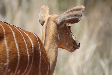 Fotos gratis : Bongo, vertebrado, mamífero, fauna silvestre, Animal terrestre, Kudu, antílope ...