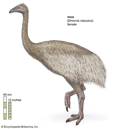 Moa: the friendly relative of the Terror Bird - Creature submission ...