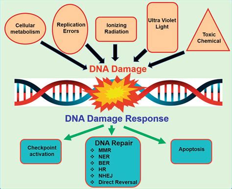 DCLK1 and DNA Damage Response | IntechOpen