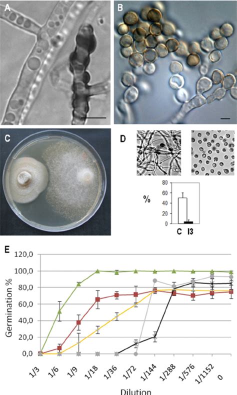 Phoma-Phytophthora interaction. (A and B) Micrographs of brown spores... | Download Scientific ...