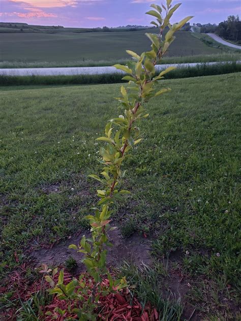 Planted apple stick... : r/homestead